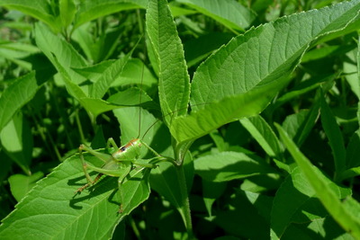 ヤブキリ幼虫_170527_東京港野鳥公園_恩田撮影_P1390205_trim