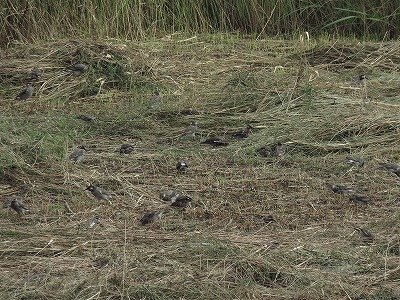 ムクドリ_東京港野鳥公園180913