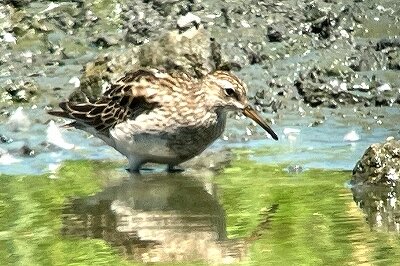 アメリカウズラシギ_230825_東京港野鳥公園_恩田幸昌_IMG_9311_trim