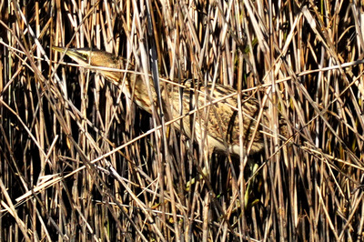 サンカノゴイ_241214_東京港野鳥公園_東淡水池_公財日本野鳥の会_レンジャー青木撮影1.1