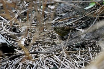 アオジ_240305_東京港野鳥公園_恩田幸昌_IMG_0617_trim