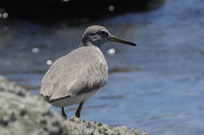 黄足鷸0P4A0480鳥