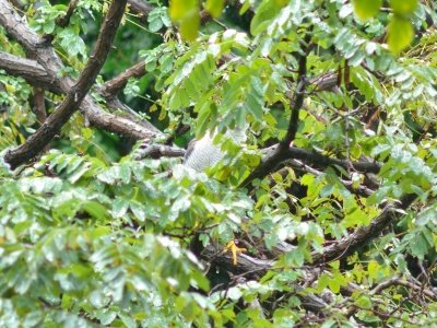 オオタカー191022－西淡水池