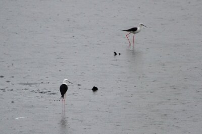 セイタカシギ_210519_東京港野鳥公園_恩田幸昌_MG_6988_trim
