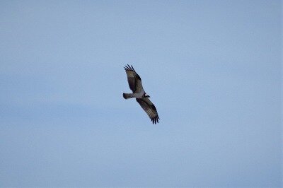 DSC_0020 (2)