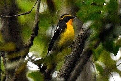 キビタキ_20200927_東京港野鳥公園_レンジャー撮影