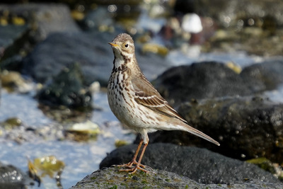 タヒバリ_250121_東京港野鳥公園_前浜干潟_公財日本野鳥の会_レンジャー青木撮影