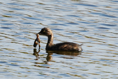 カイツブリ_241014_東京港野鳥公園_東淡水池_公財日本野鳥の会_レンジャー青木撮影