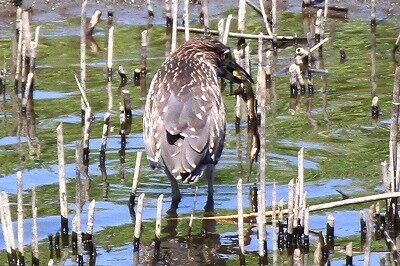 ゴイサギ_200826_東淡水池_レンジャー撮影 - コピー