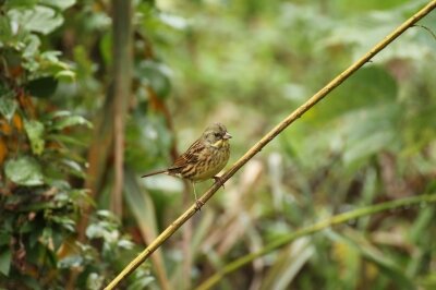 アオジ_191126_4号観察小屋