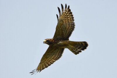 サシバ_20200815_東京港野鳥公園_レンジャー撮影