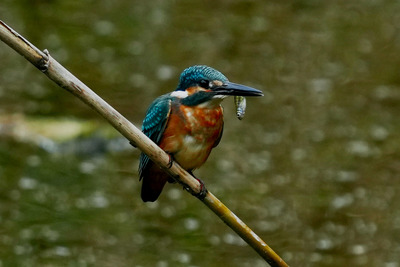 カワセミ_241029_東京港野鳥公園_3号観察小屋_公財日本野鳥の会_レンジャー青木撮影2.1