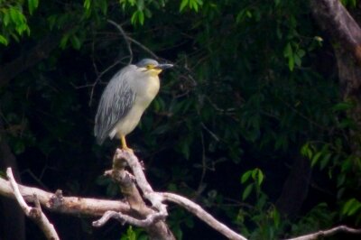 ササゴイ_220515_東京港野鳥公園_恩田幸昌_P1450193_trim