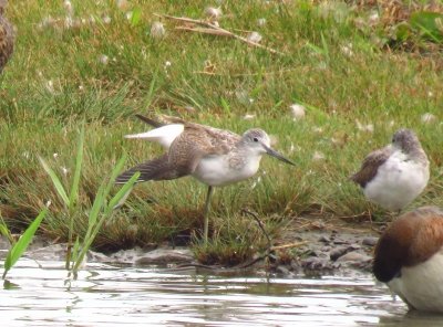 アオアシシギー191003-潮入りの池
