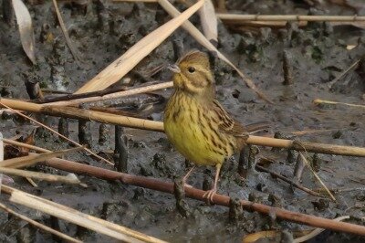 アオジ0P4A1192鳥