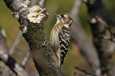 小啄木鳥0P4A2150鳥