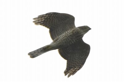 ツミ_20200827_東京港野鳥公園_レンジャー撮影 (2)