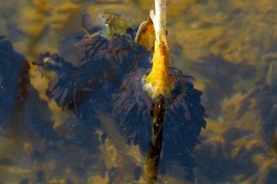 190302_アズマヒキガエル幼生_自然生態園_青木撮影