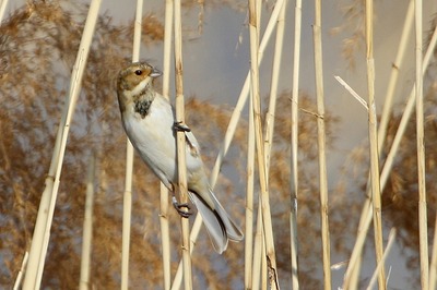オオジュリン_180224_東京港野鳥公園_恩田撮影_MG_9140_trim