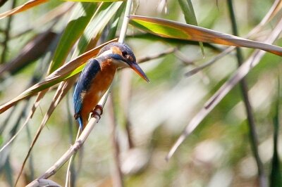 カワセミ_220928_東京港野鳥公園_恩田幸昌_MG_2991_trim