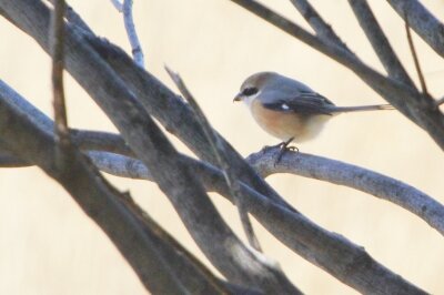 モズ_240203_東京港野鳥公園_恩田幸昌_IMG_9875_trim