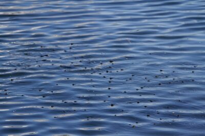 ボラ_211126_東京港野鳥公園_恩田幸昌_MG_0227_trim