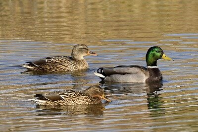 マガモ_20201224_東京港野鳥公園_レンジャー撮影2