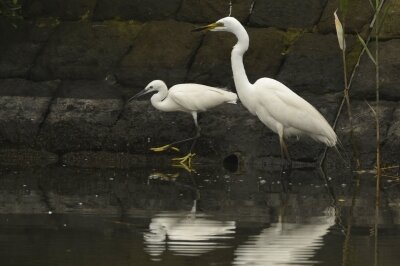 コサギ・ダイサギ_20200627_東京港野鳥公園_レンジャー撮影