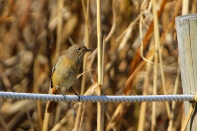 ジョウビタキ_240214_東京港野鳥公園_恩田幸昌_IMG_0280_trim2