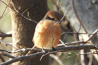 2025年1月23日の野鳥公園 : 東京港野鳥公園 レンジャーブログ