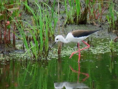 セイタカシギ_200602_東淡水池