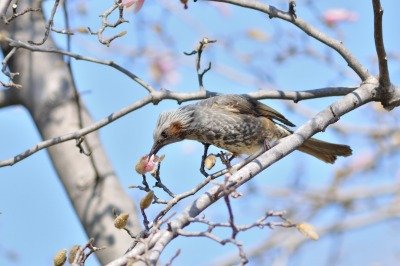 190309_ヒヨドリ_自然生態園_青木撮影