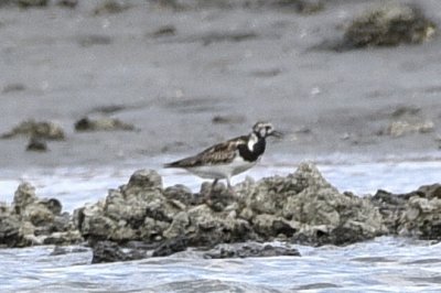 キョウジョシギ_190829_前浜