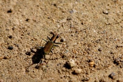 トウキョウヒメハンミョウ_230629_東京港野鳥公園_恩田幸昌_MG_2832_trim