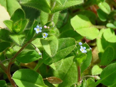 キュウリグサ_20210227_東京港野鳥公園_レンジャー撮影