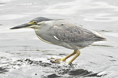 2026年7月5日の野鳥公園 : 東京港野鳥公園 レンジャーブログ