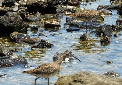 チュウシャクシギ_240727_東京港野鳥公園_前浜干潟_公財日本野鳥の会_レンジャー青木撮影