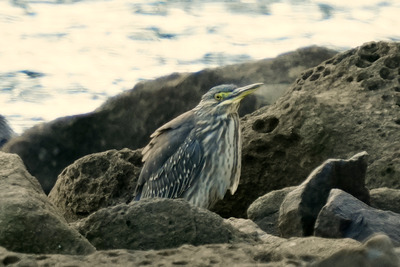 ササゴイ_241212_東京港野鳥公園_前浜干潟_公財日本野鳥の会_レンジャー青木撮影