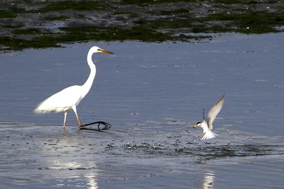コアジ_ダイサギ_170514_東京港野鳥公園_恩田撮影_MG_3924_trim