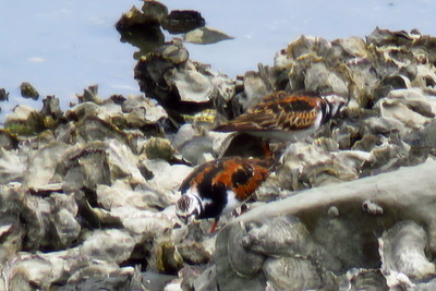 キョウジョシギ_170509_東京港野鳥公園_古沢撮影_IMG_0070_trim