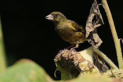 河原鶸0P4A9784鳥