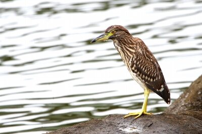 ゴイサギ_210727_東京港野鳥公園_恩田幸昌_MG_7939_trim