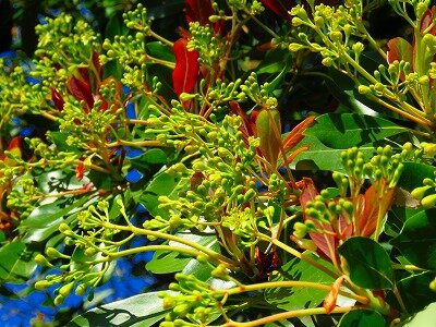 タブノキ_開花_1号前