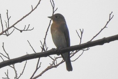 2026年9月16日の野鳥公園 : 東京港野鳥公園 レンジャーブログ