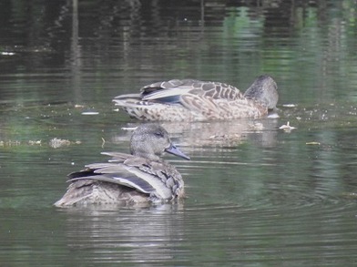2024年10月31日の野鳥公園 : 東京港野鳥公園 レンジャーブログ