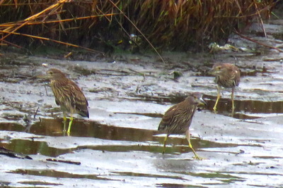 ゴイサギ_170726_東京港野鳥公園_古沢撮影_IMG_0215_trim