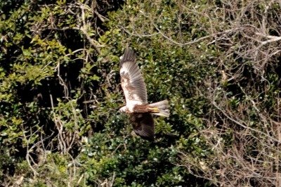 190127_チュウヒ2_東淡水池_青木撮影