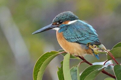 2024年1月12日の野鳥公園 : 東京港野鳥公園 レンジャーブログ
