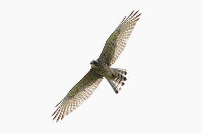 サシバ_240806_東京港野鳥公園_潮入りの池_公財日本野鳥の会_レンジャー青木撮影