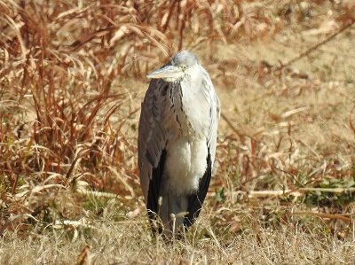 2025年2月11日の野鳥公園 : 東京港野鳥公園 レンジャーブログ